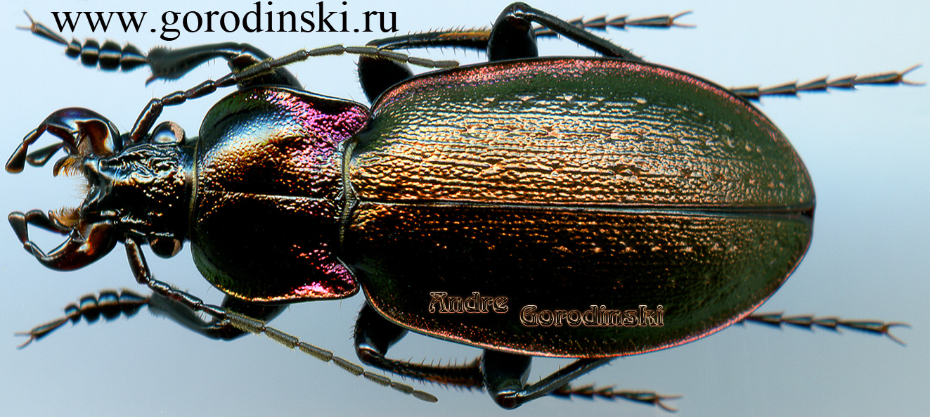 http://www.gorodinski.ru/carabus/Archicarabus nemoralis.jpg